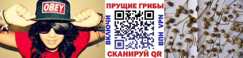 Купить где Весьегонск Псилоцибиновые грибы Psilocybe