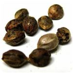 Семена марихуаны АК-47  (Seeds AK-47) в Весьегонске